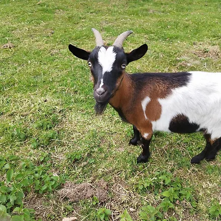 Magnolia Casa de Férias Brugelette