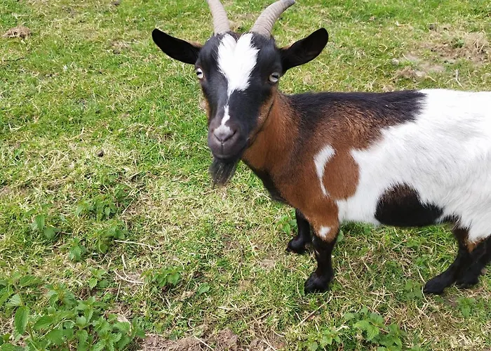 Magnolia بيت للعطل بروغيليتي