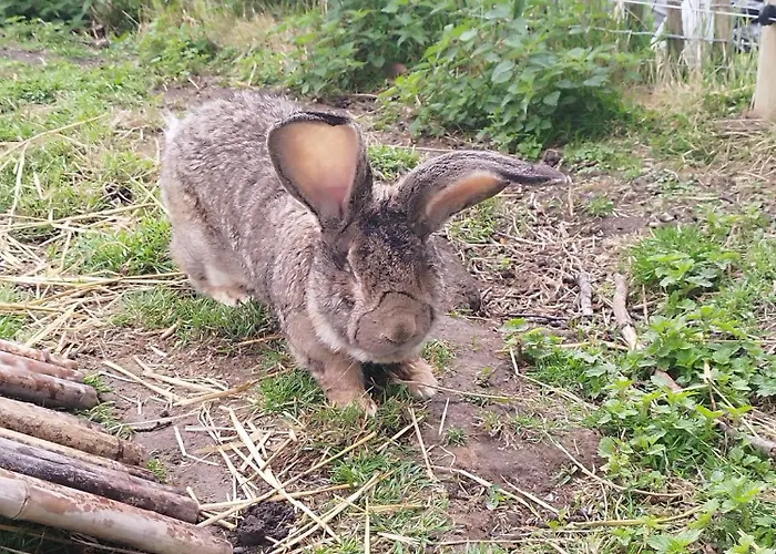 Magnolia بروغيليتي